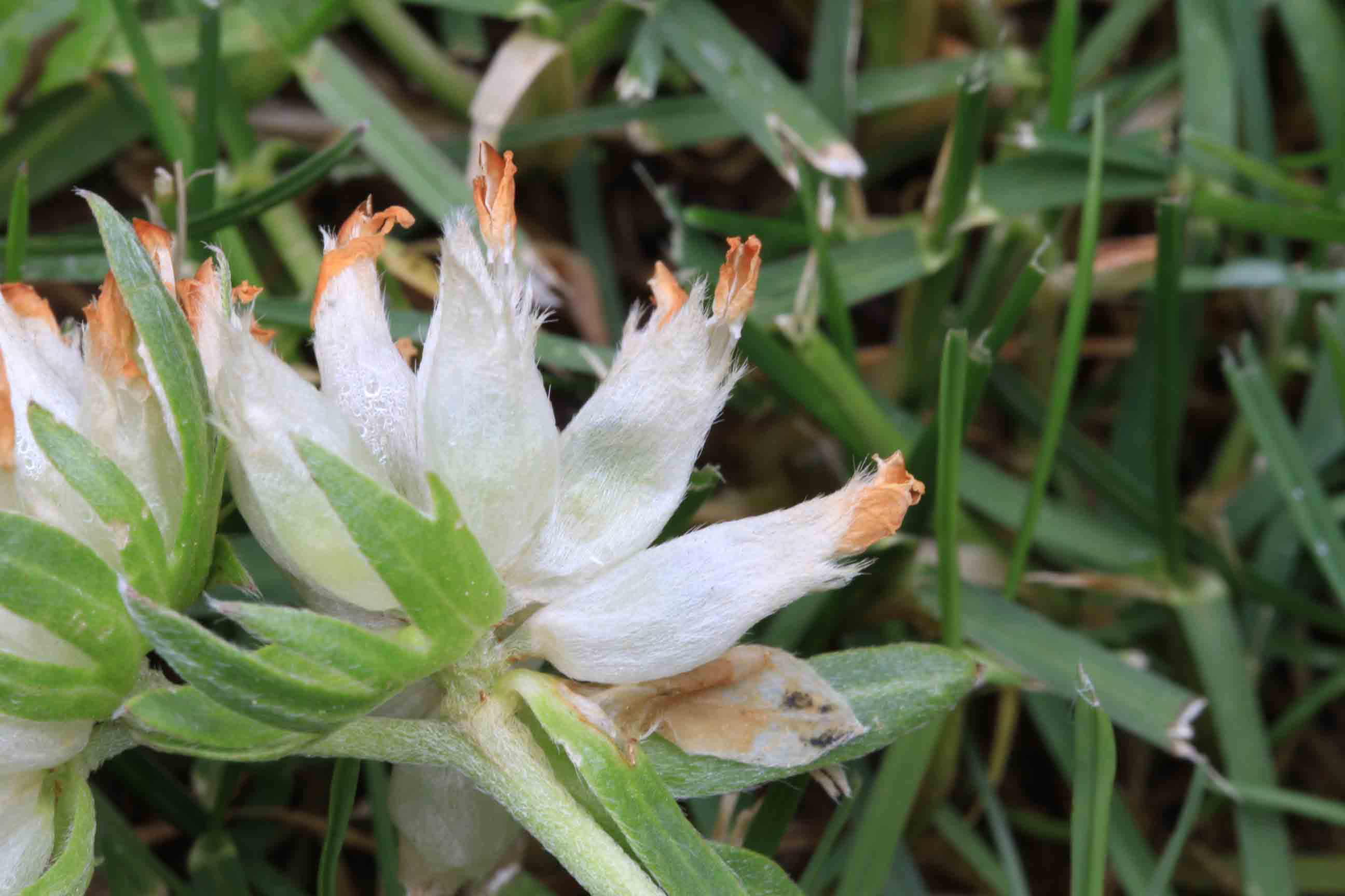 Anthyllis vulneraria / Vulneraria comune